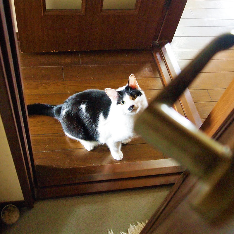 猫がついてくる 猫のストーカー行為のかわいすぎる理由とは