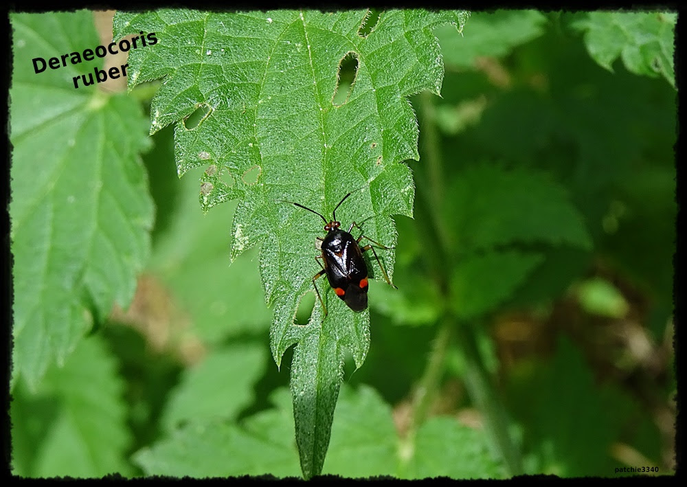 insecte a trompe 6 lettres