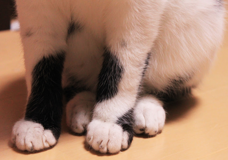 子猫ネコの子この猫パンダ Well Cat Home タンタン