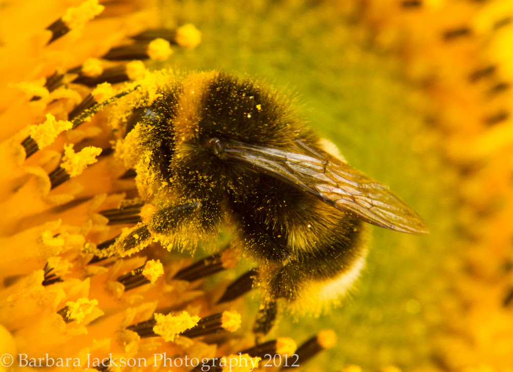 Bee on Sunflower