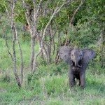 Fotos Parque Kruger Sudáfrica, elefantito