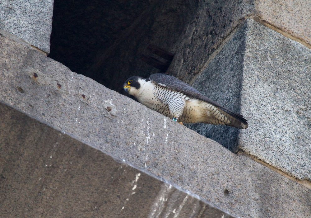 Brooklyn Bridge Female