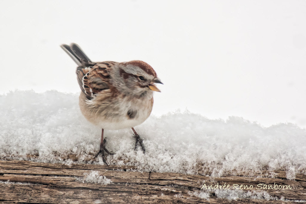 American Tree Sparrow (Spizella arborea)-6.jpg