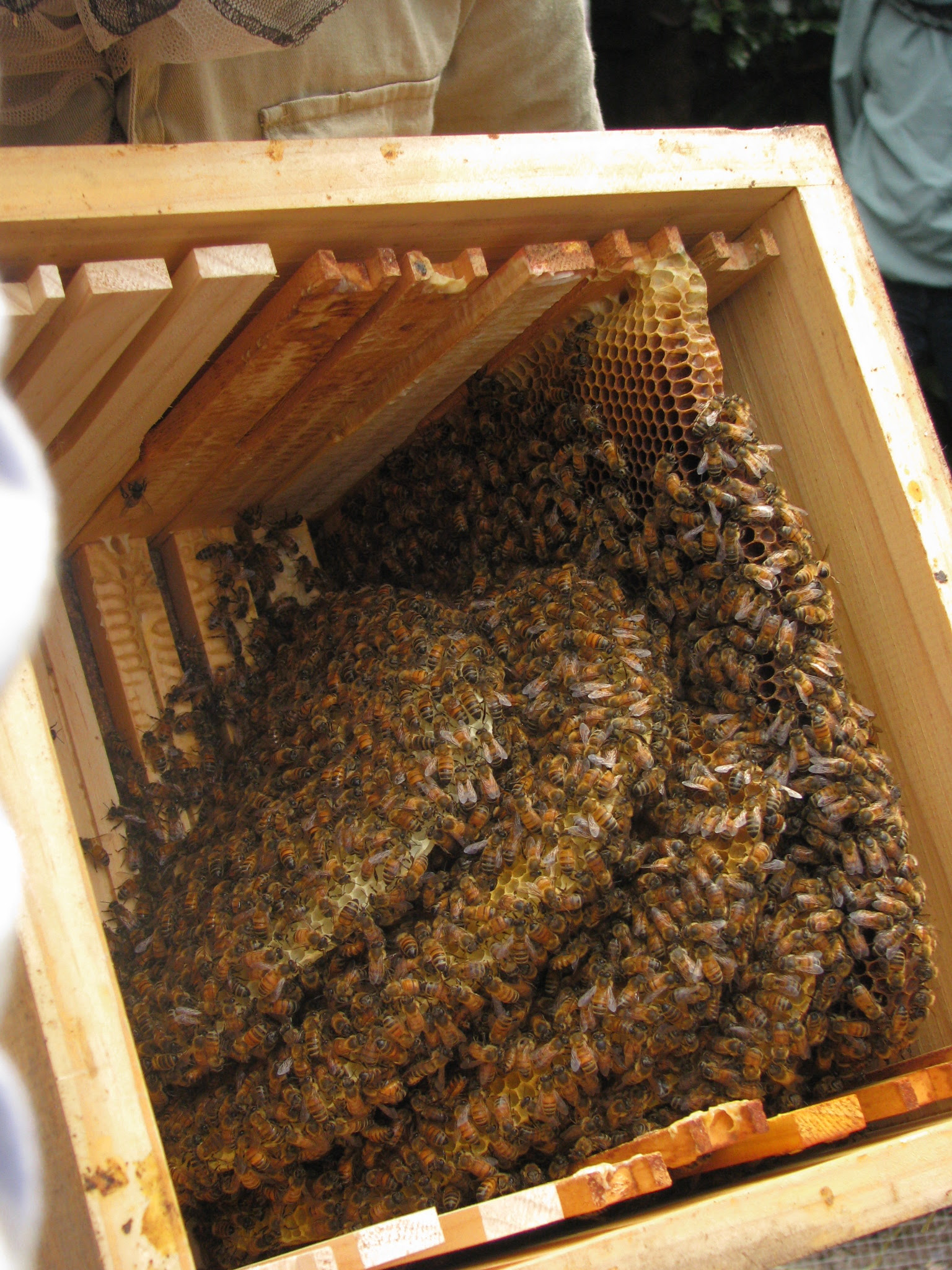 work witk good wood design: Here Langstroth beehive ...