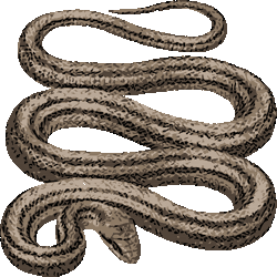 ブラシタッチシマヘビ No 229 リアル縞へびのイラスト アイコン 条件付フリー素材集 スマホなど携帯電話対応