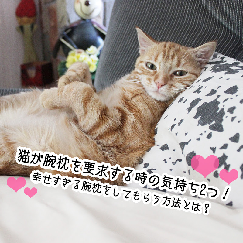 猫が腕枕を要求する時の気持ち2つ 腕枕をしてもらには