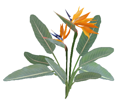 夏のイラスト素材 無料テンプレート 極楽鳥花 ストレリチア イラストテンプレートミリオン