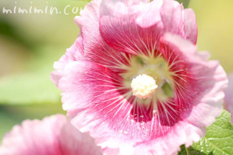タチアオイの花言葉 誕生花 梅雨を知らせる花 梅雨葵 立葵 みみみんブログ