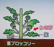 茎ブロッコリー スティックセニョール の栽培 育て方 プランターで家庭菜園