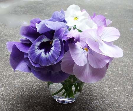 園芸ナビ 花と野菜の育て方