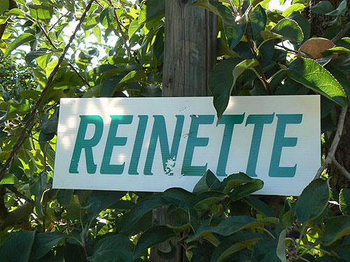 reinettes.jpg