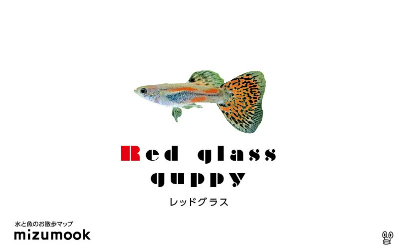 レッドグラスグッピーの飼育 混泳 繁殖 病気 種類 ミズムック
