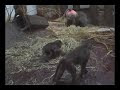 Видео Glad bavian unge fra KBH ZOO