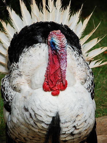Turkey Hostility