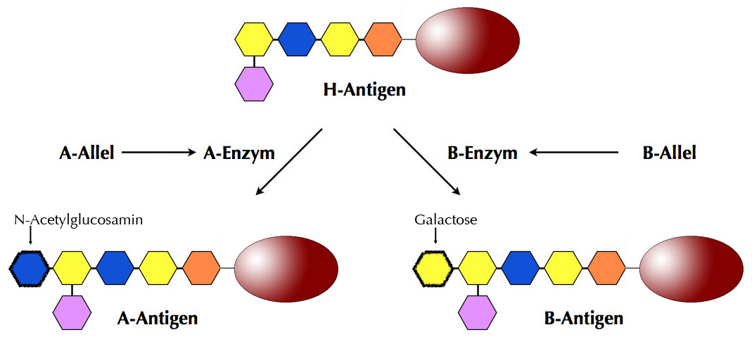 Ab0 System