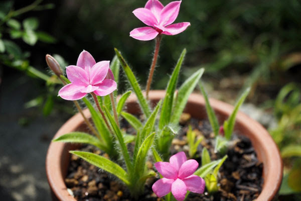 植木鉢で楽しめる春 夏 秋の山野草 育て方のポイントと山野草にぴったりな素敵な鉢 植木鉢ナビ
