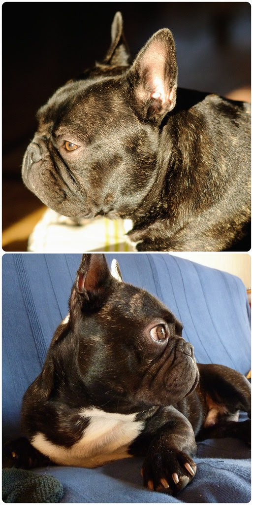 Griffin, bouledogue français