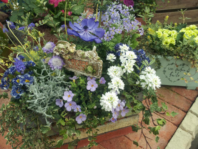 保存版 シックな寄せ植え 花 ギャザリング ジュリアン 大人の雰囲気 ナチュラル 寄植え 超目玉 期間限定 Westjordandentistutah Com