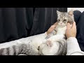 [ベスト] 猫もふもふ 116699-Nhk 猫もふもふ