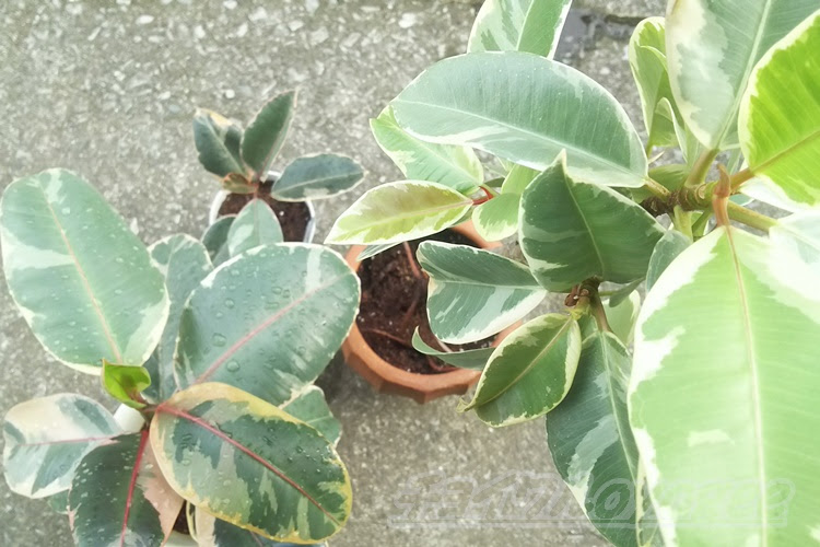 ゴムノキの植替え 葉が茶色は根腐れ 葉が大きくなった 葉が枯れしわしわ それぞれ問題があるゴムノキを植え替えます
