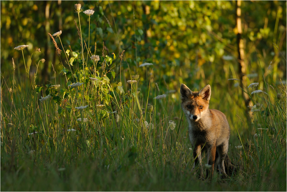 nature portrait best of month