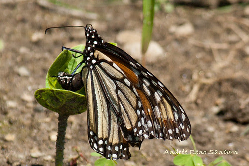 Monarch Butterfly (Danaus plexippus)-16.jpg