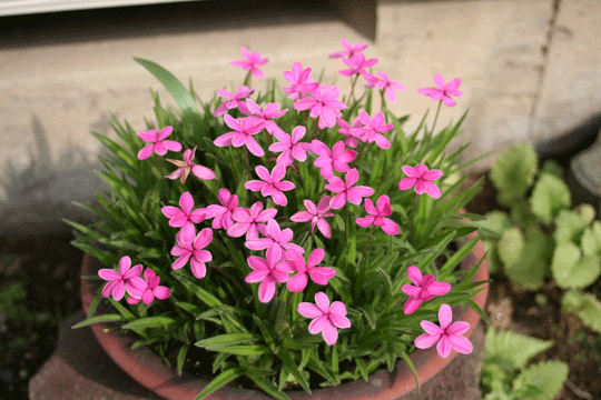 6月に咲く花編 ひまつぶしの園芸 そよ風の庭 ガーデニングと家庭菜園を楽しもう