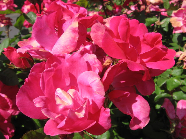 k-rose10