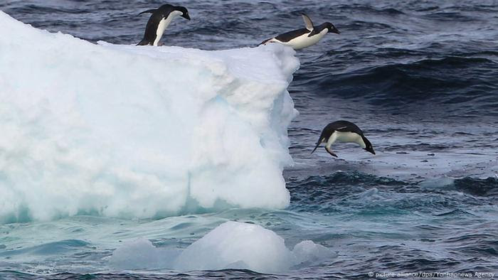 Penguins jump into the water