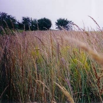 Dreaming of a lush lawn? Tall Native Prairie Grass Seed Mix