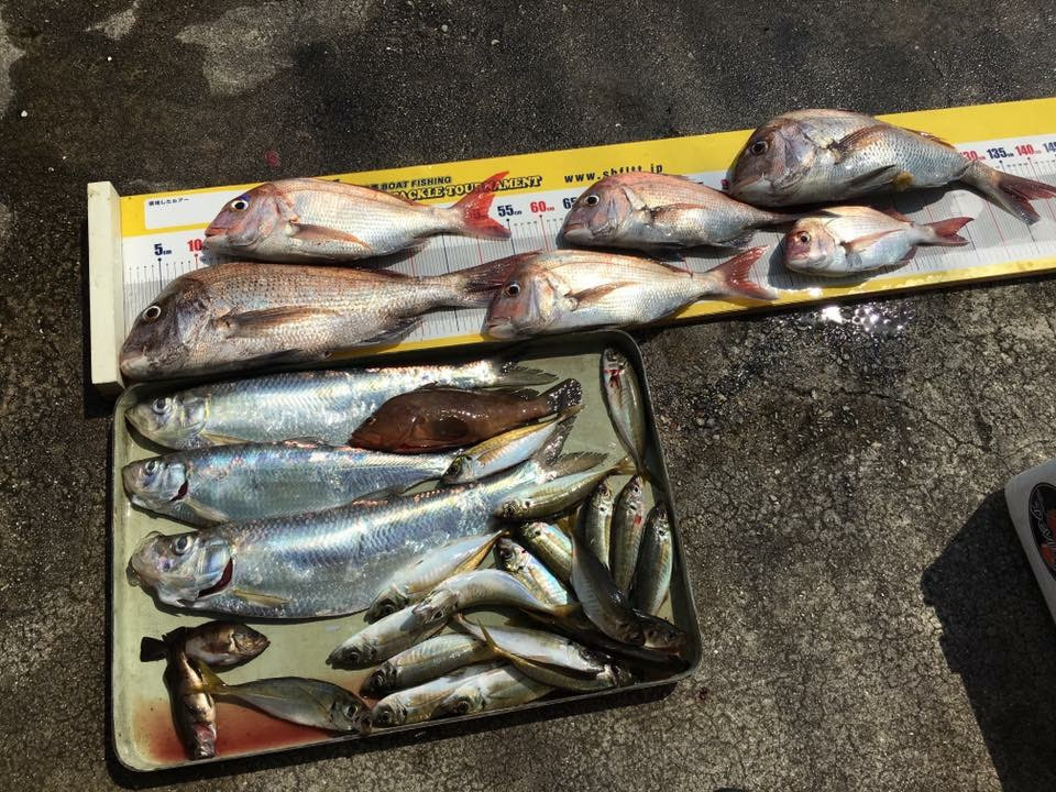 赤穂ターポン ヒラって魚知ってます ヤンマーマリンブログ