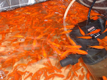 餌金魚