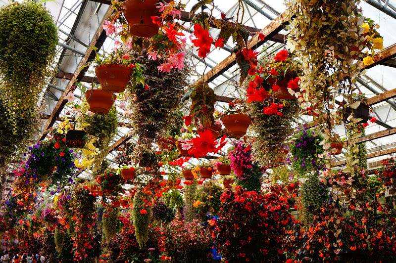 ベコニアのカーテンで心も満開に 花と鳥の王国 富士花鳥園 静岡県 トラベルjp 旅行ガイド