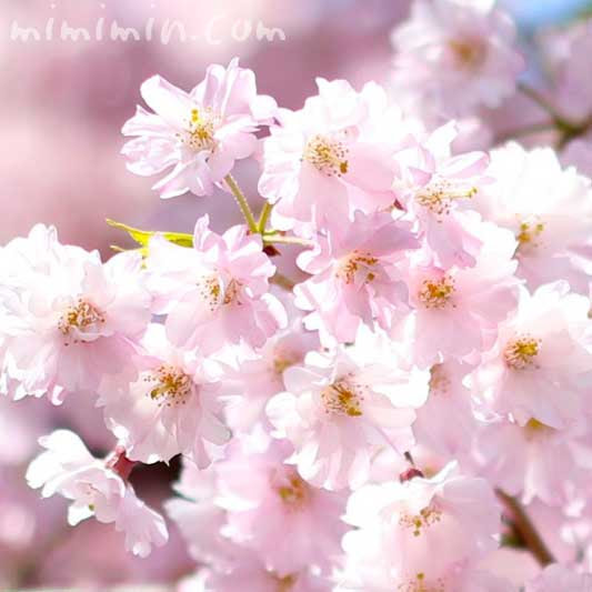 ピンク色のしだれ桜 花の写真 花言葉 みみみんブログ