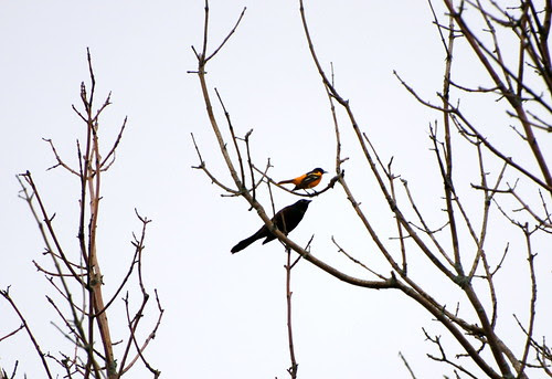 birds