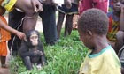 Orphaned Chimpanzees in Democratic Republic of the Congo 