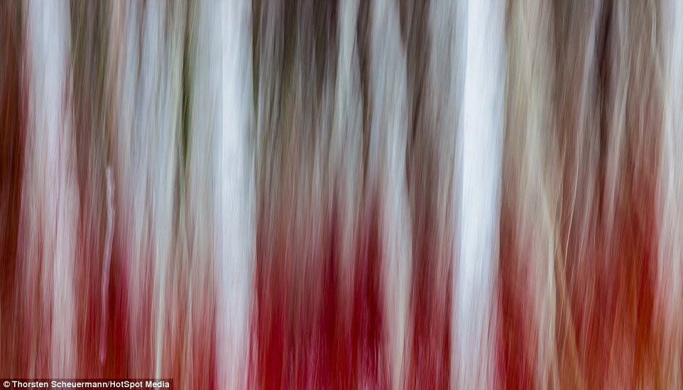Thorsten took this blurred image of trees in Leavenworth, Washington