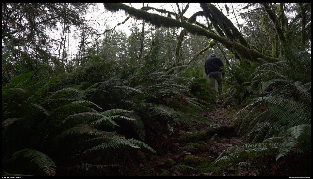 ロイヤリティフリーで使える 不気味な森 を300枚以上収録した Spooky Oregon Forest Photo Pack がなかなか怖い Cg Geeks