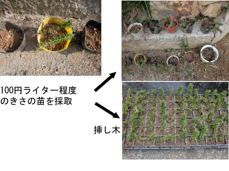 芝サクラの挿し木 檜尾の里