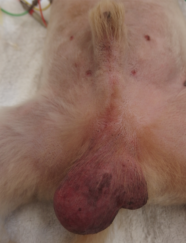 犬 精巣癌 精巣腫瘍 精巣が腫れてる 精巣左右不対称 習志野市 津田沼 アプリコット動物病院 症例集