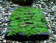 Evregreen ウィローモス