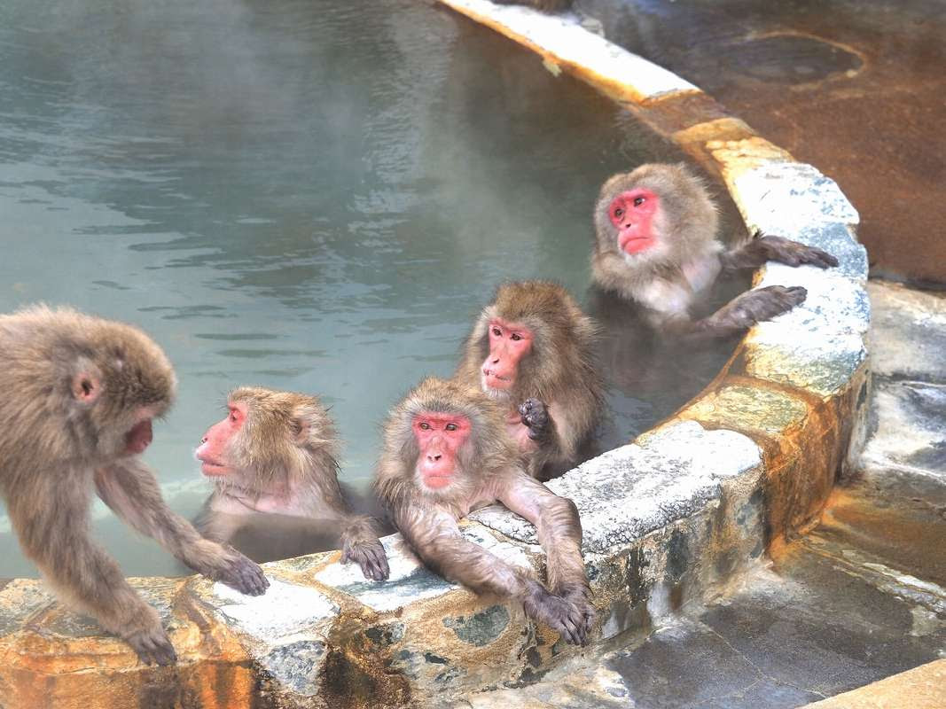 函館市熱帯植物園の 猿の温泉 がかわいい 函館旅行は冬もおすすめ 北海道の魅力発信ブログ