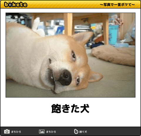 閲覧注意 即 笑える 犬まとめbokete 笑いたい人は必見 犬の総合情報サイト ペットスマイルニュースforワンちゃん