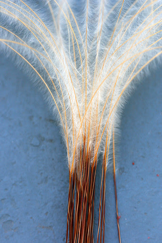 stipa feathers