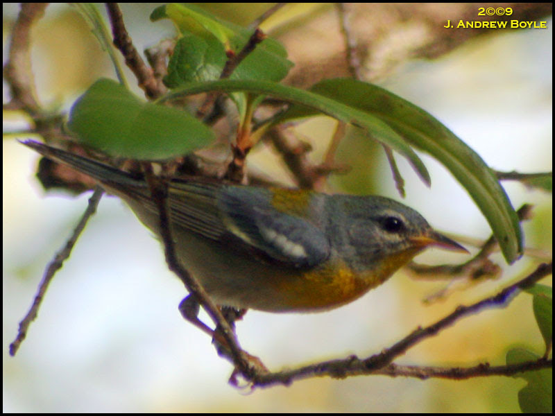 Northern Parula