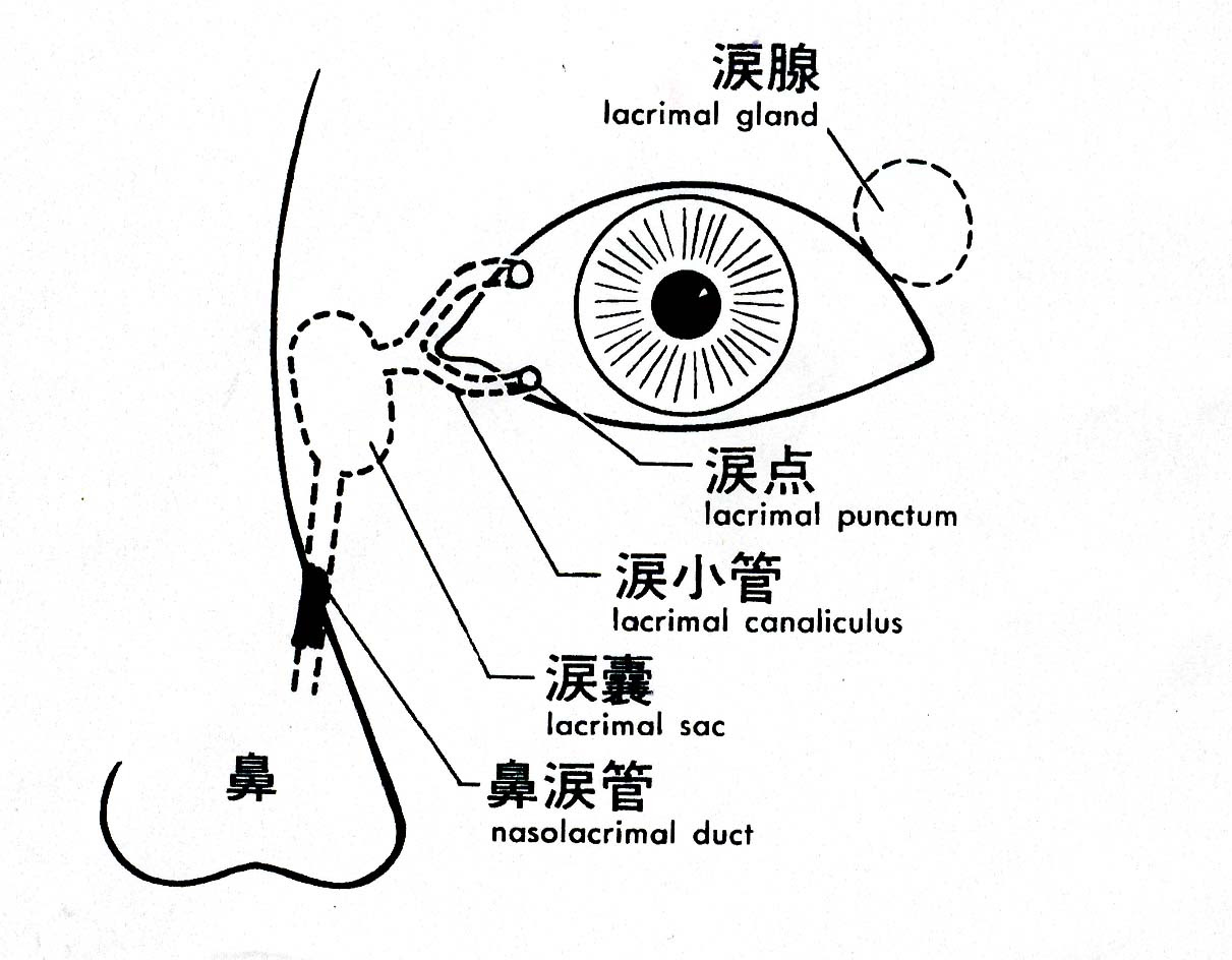 ホーム お知らせ いいだ眼科