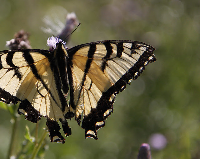 7thbutterfly4