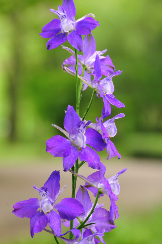 千鳥草の種の採取 ノーテン小作人の花づくり日記