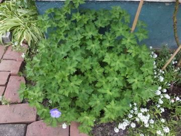 おまぬけ主婦の庭日記 ゲラニウム ロザンネイ