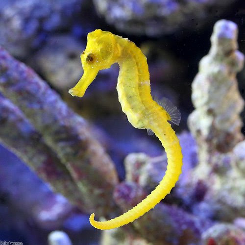 ヨコエビ大量発生中 ヨコエビって良い奴 悪い奴 アクアリウム野郎